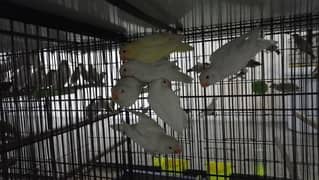 albino red eyes pathy age 3.5 months Rs. 3500 per