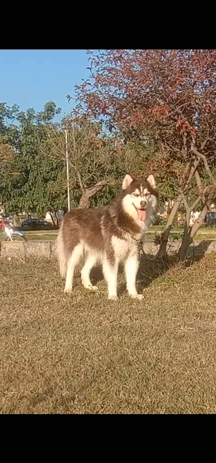 Pedigree Alaskan puppies for sale 1