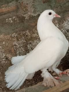Fancy pigeon white and black colour