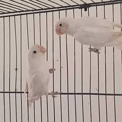 albino split guaranteed breeder pair