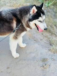Siberian Husky dog urgent sale