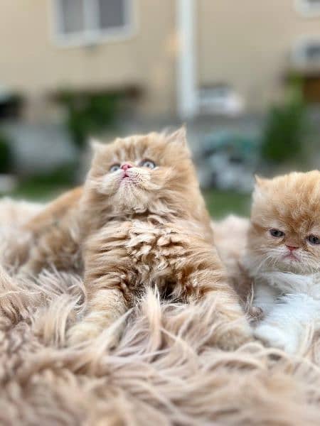 persian cat \ persian kitten/ Extreme punch face triple coat/ 2