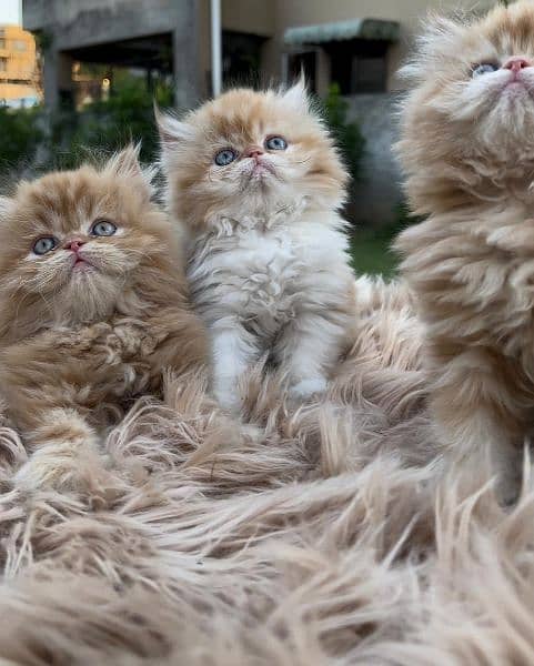 persian cat \ persian kitten/ Extreme punch face triple coat/ 3