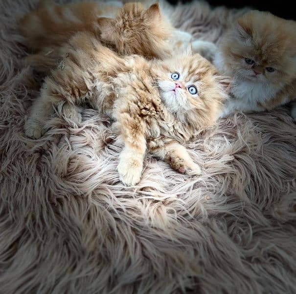 persian cat \ persian kitten/ Extreme punch face triple coat/ 4