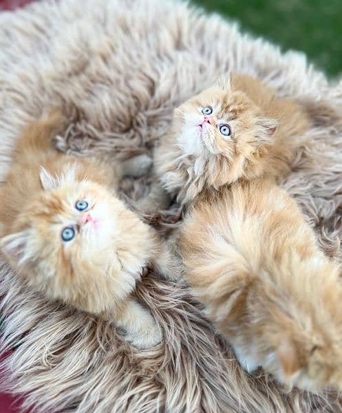 persian cat \ persian kitten/ Extreme punch face triple coat/ 9