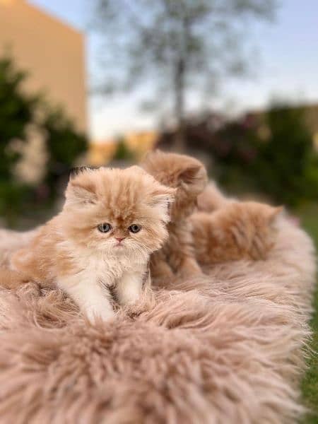 persian cat \ persian kitten/ Extreme punch face triple coat/ 10