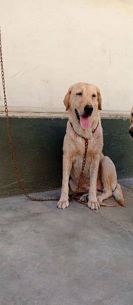 American Labrador Female 4