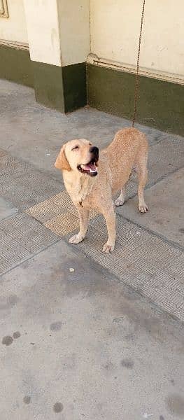 American Labrador Female 7