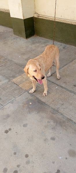 American Labrador Female 8