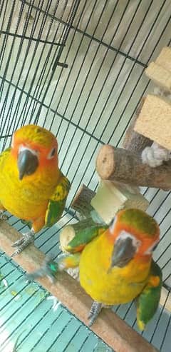 sun conure highly red factor 5 month plus old special eid offer