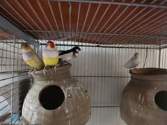 Finches For Sell 0