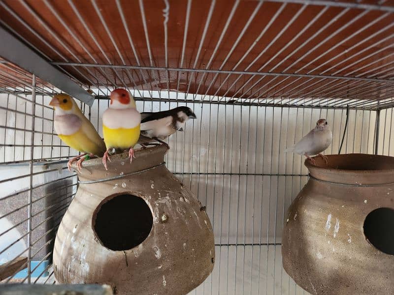 Finches For Sell 1