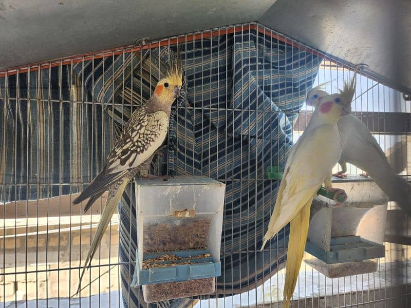 Finches For Sell 3