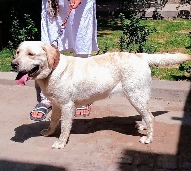 Labrador Pedigree Female 0