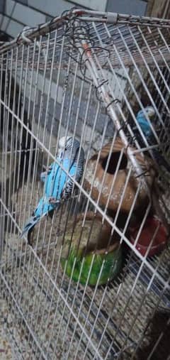 pair of birds with cage healthy parrots