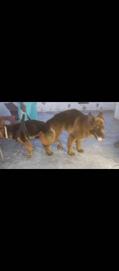 Confirmed Pregnant GSD Female