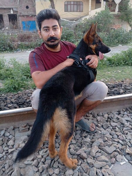 Confirmed Pregnant GSD Female 7