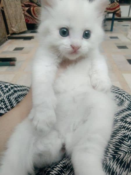 persian kitten for sale 3