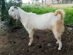 white goat 0