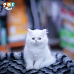 Adorable Persian Extreme punch Kittens