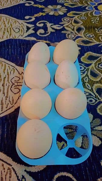 paper white hira seel and eggs 5