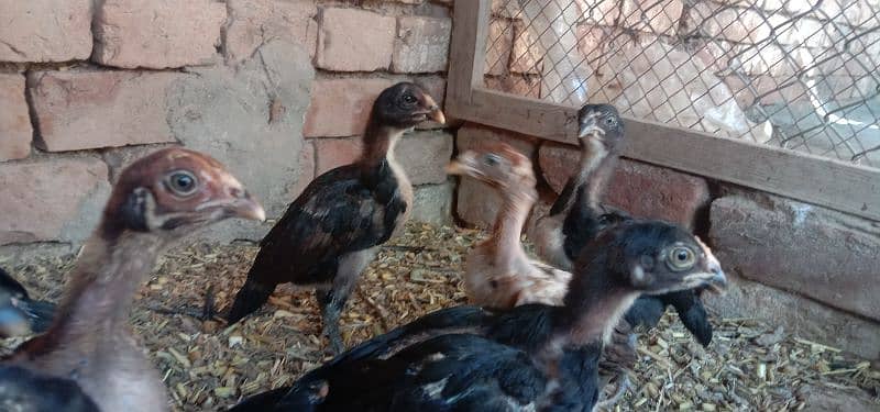 Aseel chicks good quality 0