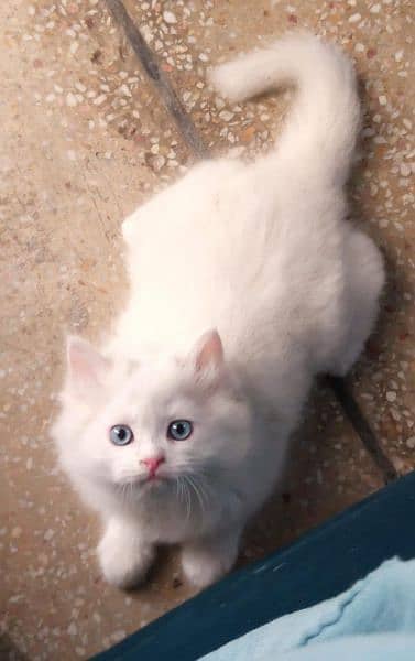 Male Kitten available for sale healthy and active