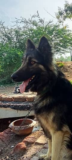 Belgium German shepherd Dog for Sale