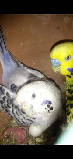 TCB Australian parrots confirm breeder pair 0
