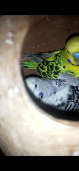 TCB Australian parrots confirm breeder pair 2