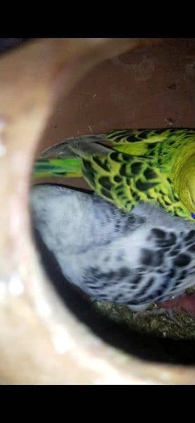 TCB Australian parrots confirm breeder pair 5