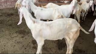 pure rajanpuri goats for qurbai