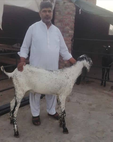 qurbani bakra 0