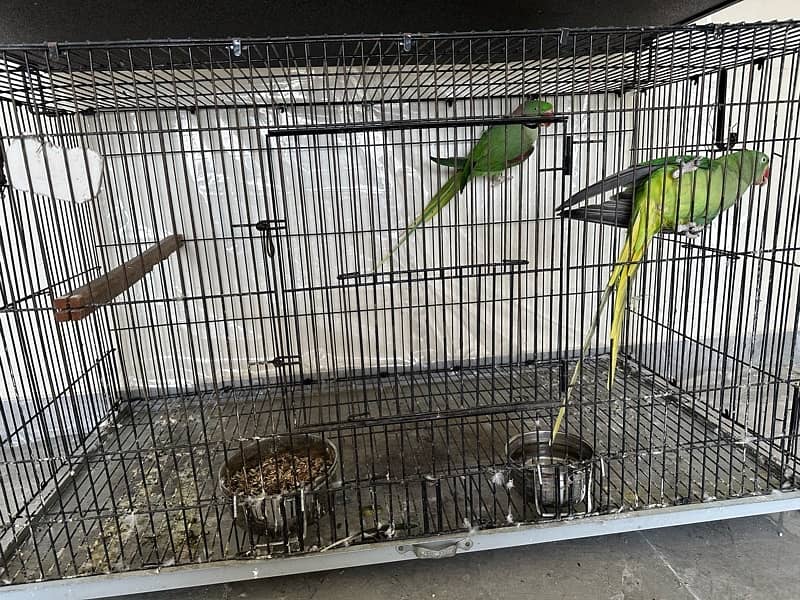 Raw Parrot Jumbo Size Breeder Pair 2