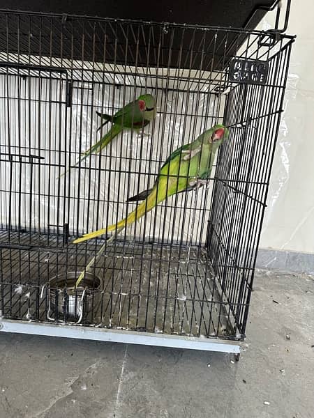 Raw Parrot Jumbo Size Breeder Pair 3