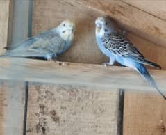 Australian parrots confirm pair