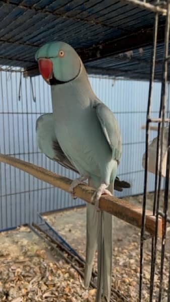 confirm breeder white blue and yellow Ringneck pairs 1