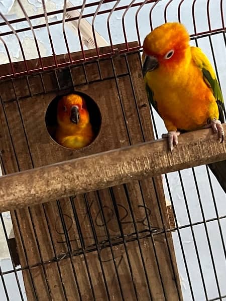 confirm breeder white blue and yellow Ringneck pairs 2