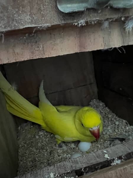 confirm breeder white blue and yellow Ringneck pairs 3