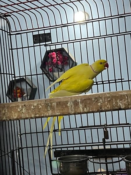 confirm breeder white blue and yellow Ringneck pairs 4