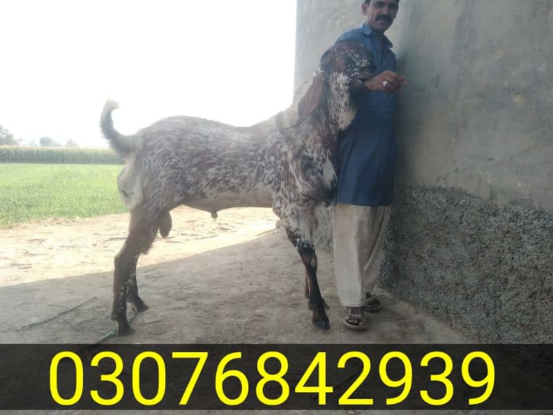 bakra for sale 0