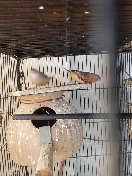 Finches mutation pairs with cage 4