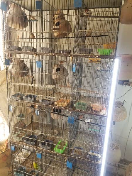 Finches mutation pairs with cage 7