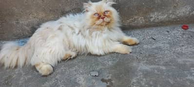 Persian white male cat Available for mating / mating/mate/stud/cross