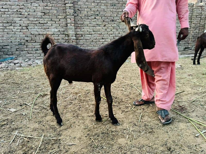 Goat For Sale 12