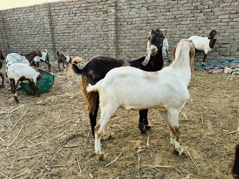 Goat For Sale 14