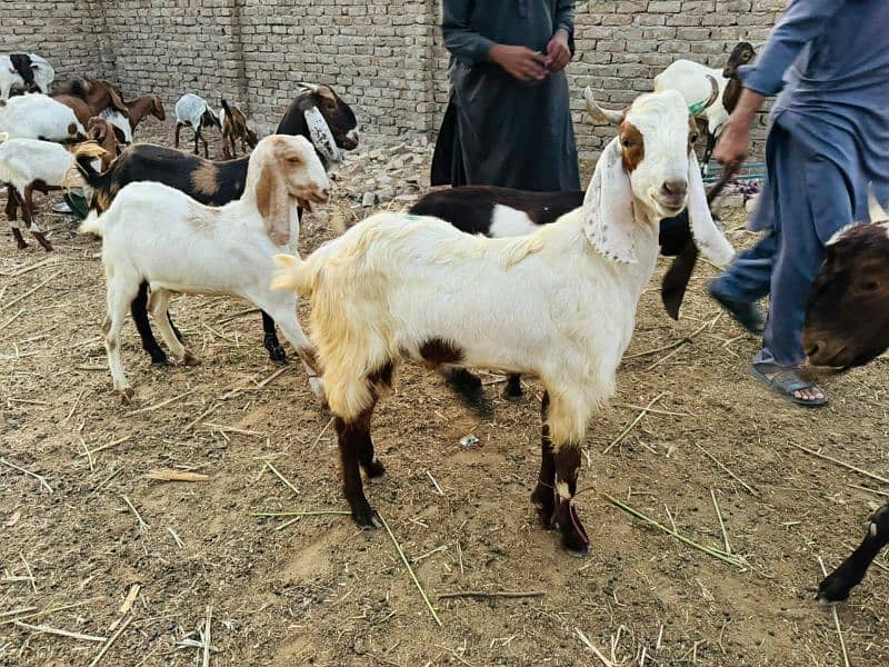 Goat For Sale 15