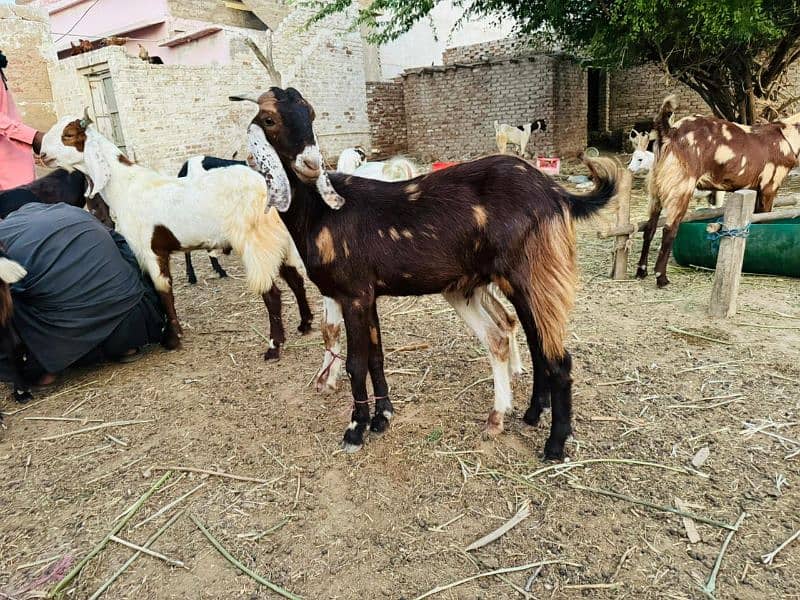 Goat For Sale 16