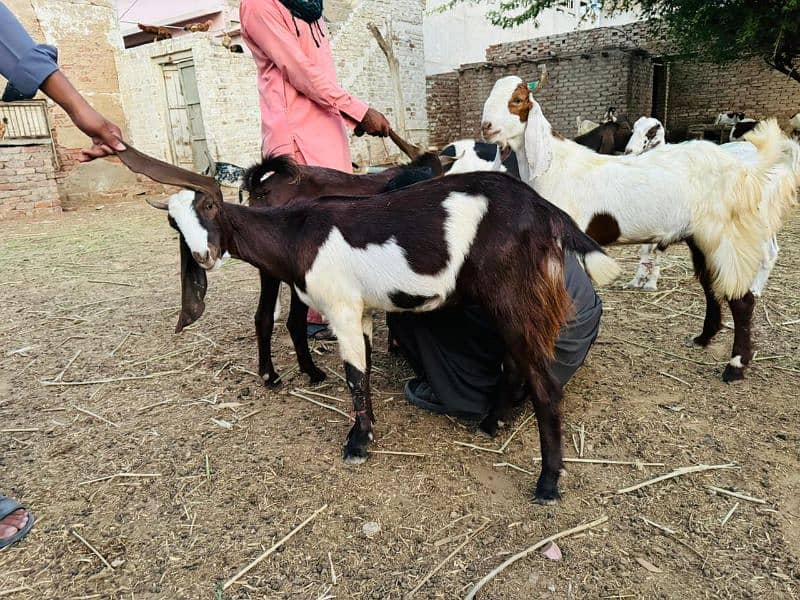 Goat For Sale 17
