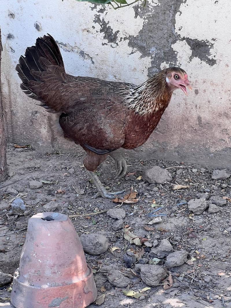 Aseel hen for sale 4